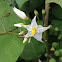 horse nettle