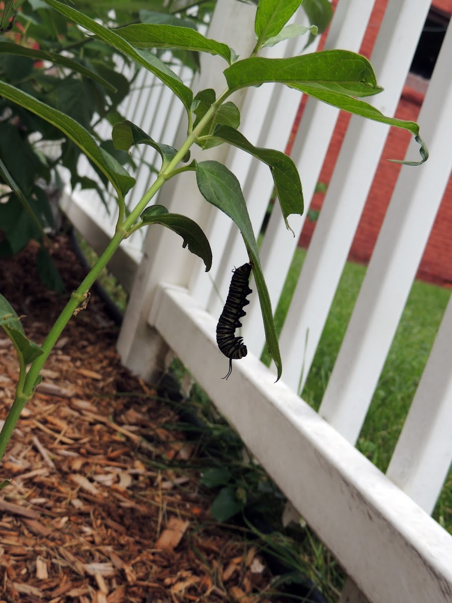 Monarch Butterfly