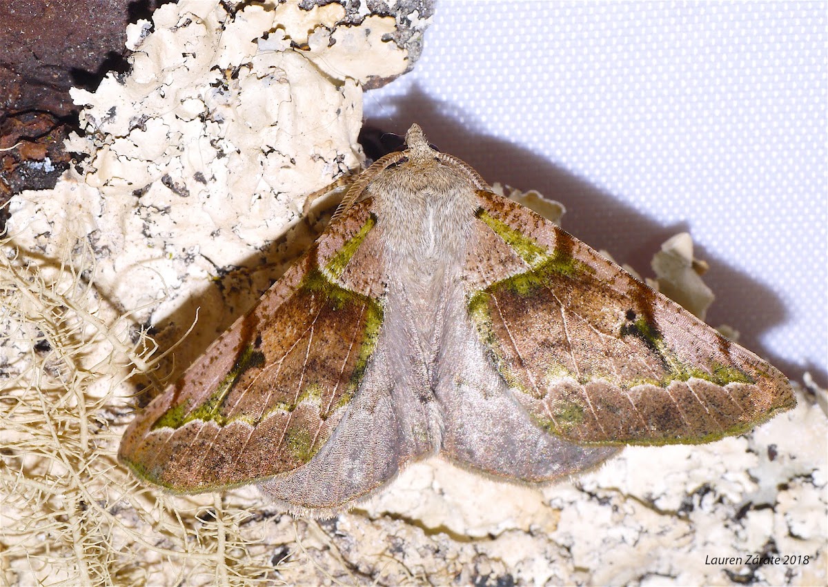 Noctuid Moth