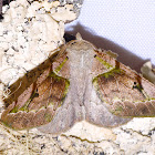 Noctuid Moth