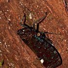 Fulgoridae Planthopper