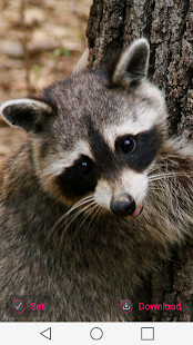 Free Download Raccoon Wallpapers APK for PC
