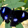 eggfly