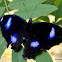 eggfly