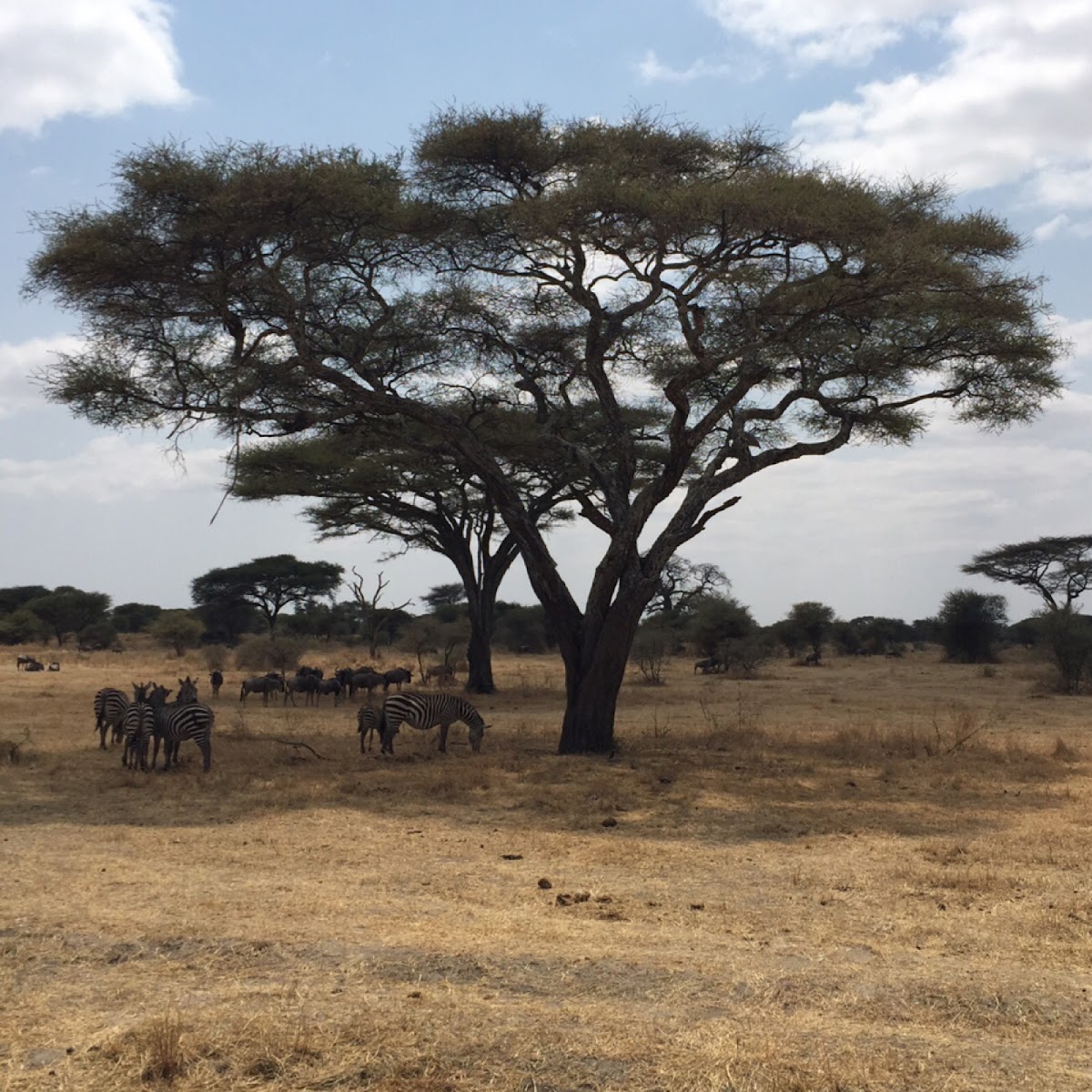 Acacia tree