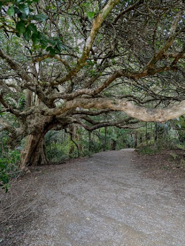 Whangarei Falls Big tree