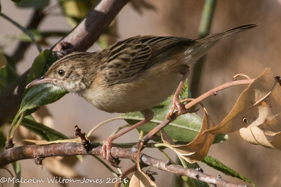 Zitting Cisticola