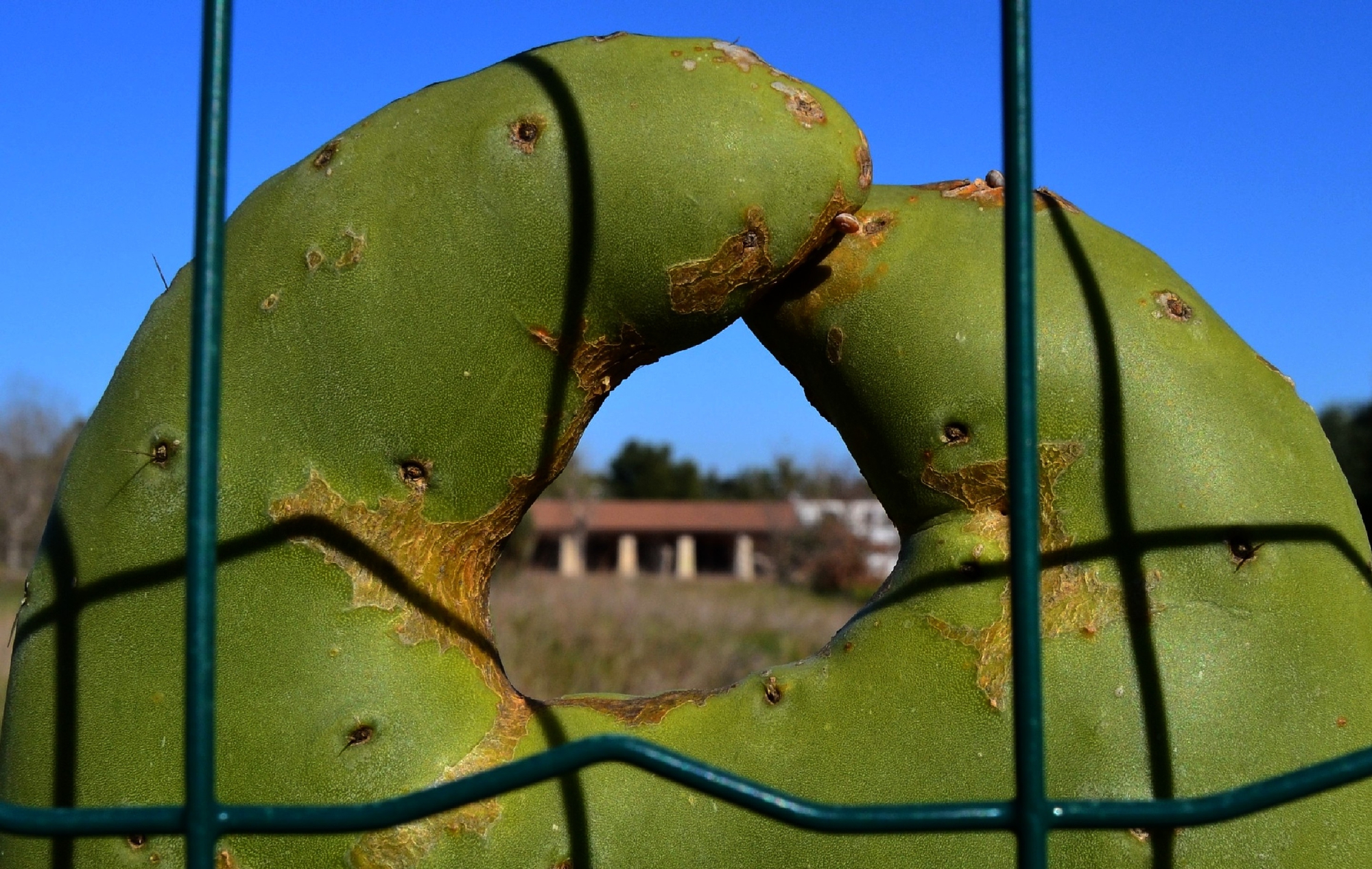 ostacolo doppio ...... di giride