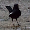 Oriental Magpie Robin