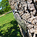 Giant Metallic Ceiba Borer