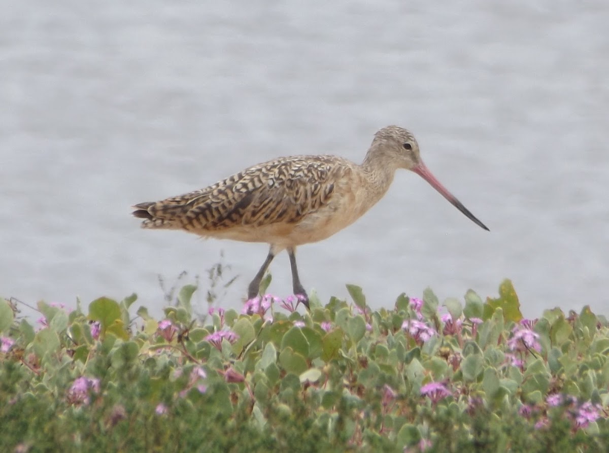 Marbled Godwit