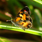 Phaon Crescent Butterfly