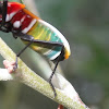 Australian harlequin Bug
