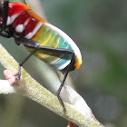 Australian harlequin Bug