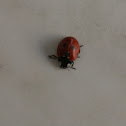 LADYBIRD