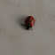 LADYBIRD