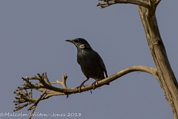 Spotless Starling