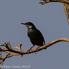 Spotless Starling