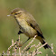 Chiffchaff; Mosquitero Común