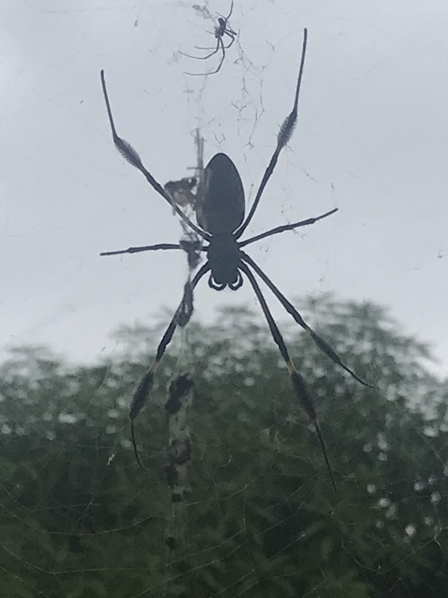 Golden silk spider