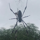 Golden silk spider