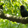 Asian Koel ( Male )