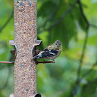 American Goldfinch