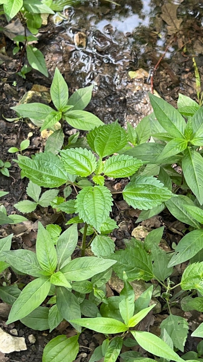 Canada clearweed