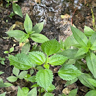 Canada clearweed