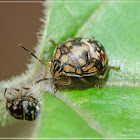 Plautia fimbriata(Nymph) 珀蝽(若蟲)