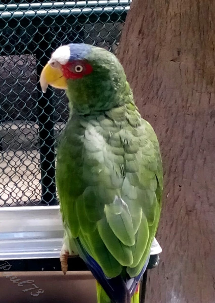 perico