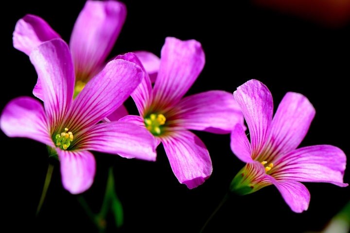 Fiori di Trifoglio di l_aura