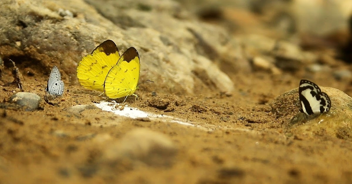 Hedge Blue,Grass Yellow,Straight Pierrot