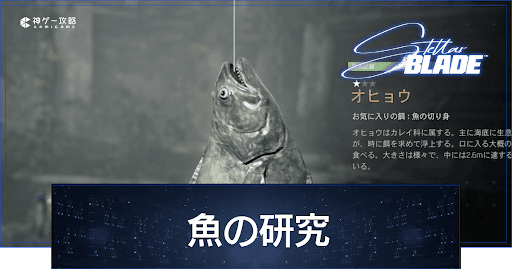 魚の研究