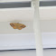 Yellow Shell Moth