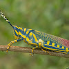 Painted Grasshopper