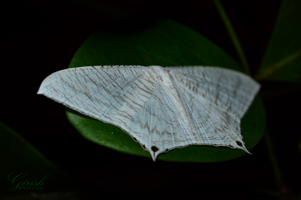 Micronia aculeata