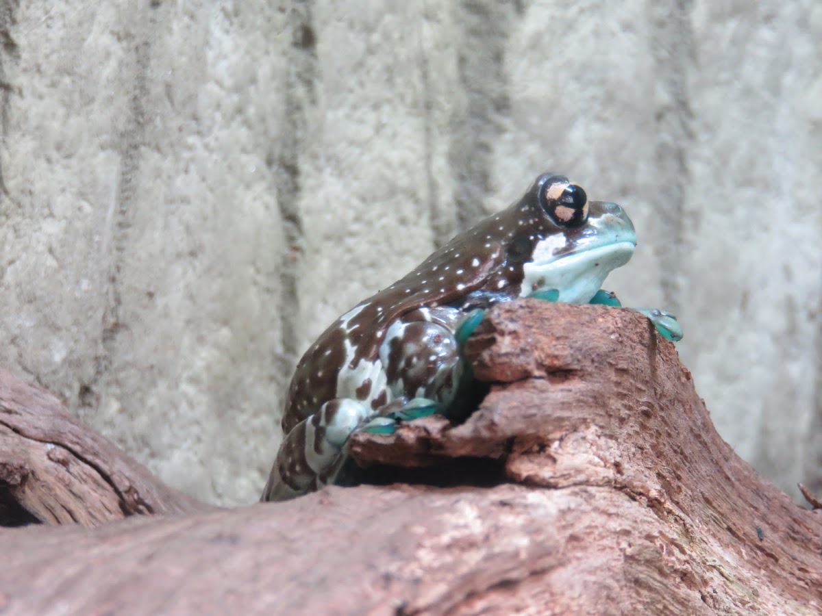 Amazon Milk Frog