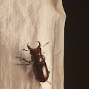 Stag beetle