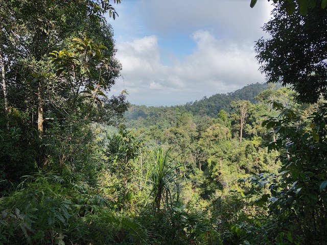 Mount Pulai forest peak