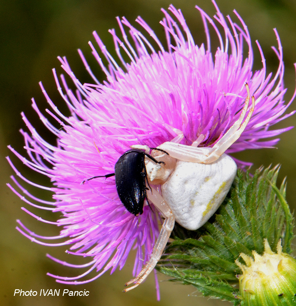 Crab Spider