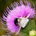 Crab Spider