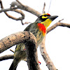 Coppersmith barbet