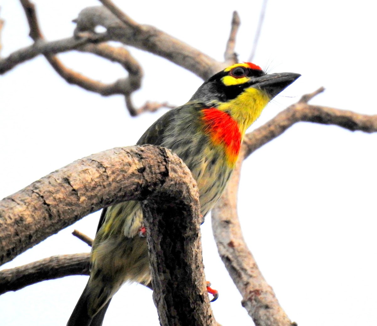 Coppersmith barbet