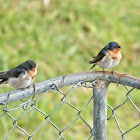 Welcome Swallow