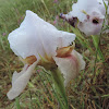 Lorteti iris