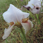 Lorteti iris