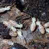 Cryptic termites