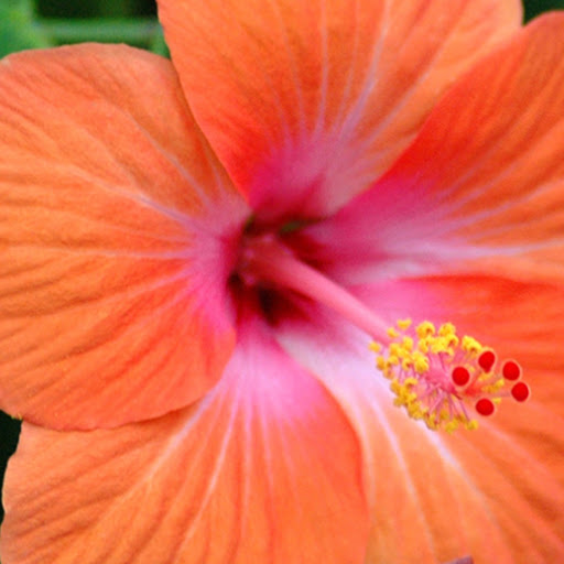 Alohaのプロフィール画像