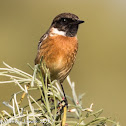 Stonechat